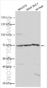 ZNF280A Antibody in Western Blot (WB)