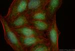 TRNT1 Antibody in Immunocytochemistry (ICC/IF)