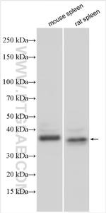 FRMD1 Antibody in Western Blot (WB)