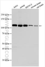 PSMD1 Antibody in Western Blot (WB)