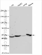 FAM222A Antibody in Western Blot (WB)