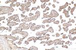 TMEM143 Antibody in Immunohistochemistry (Paraffin) (IHC (P))