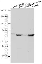 ATL1 Antibody in Western Blot (WB)