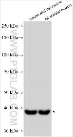 CLEC2L Antibody in Western Blot (WB)