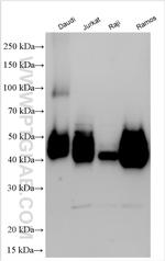 CD48 Antibody in Western Blot (WB)