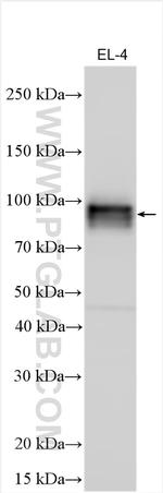 IFNGR1 Antibody in Western Blot (WB)