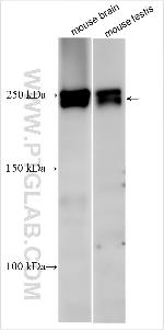 SHB Antibody in Western Blot (WB)