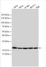 NOP16 Antibody in Western Blot (WB)