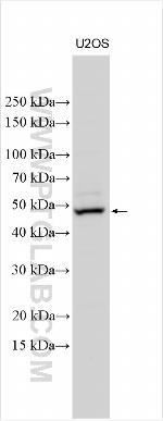 Teneurin-3 Antibody in Western Blot (WB)