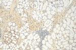 ZNF618 Antibody in Immunohistochemistry (Paraffin) (IHC (P))