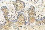 ZNF618 Antibody in Immunohistochemistry (Paraffin) (IHC (P))