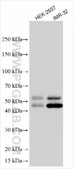 TRIML2 Antibody in Western Blot (WB)