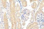 SUCNR1 Antibody in Immunohistochemistry (Paraffin) (IHC (P))