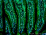 ANP32E Antibody in Immunohistochemistry (PFA fixed) (IHC (PFA))