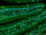 ANP32E Antibody in Immunohistochemistry (PFA fixed) (IHC (PFA))