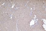 DOCK11 Antibody in Immunohistochemistry (Paraffin) (IHC (P))