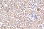 DOCK11 Antibody in Immunohistochemistry (Paraffin) (IHC (P))