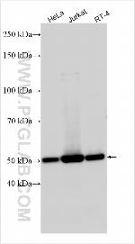 CCDC97 Antibody in Western Blot (WB)