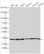 CD6 Antibody in Western Blot (WB)