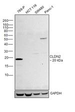 Claudin 2 Antibody in Western Blot (WB)