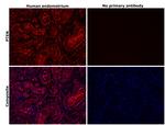 PTEN Antibody in Immunohistochemistry (Paraffin) (IHC (P))