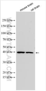 GPR45 Antibody in Western Blot (WB)
