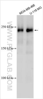 NAXE Antibody in Western Blot (WB)