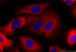 HECW2 Antibody in Immunocytochemistry (ICC/IF)