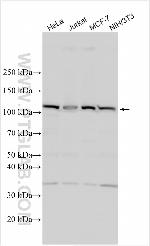 HECW2 Antibody in Western Blot (WB)