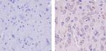 GluR2 Antibody in Immunohistochemistry (Paraffin) (IHC (P))