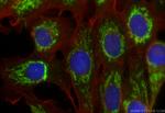 FAM162A Antibody in Immunocytochemistry (ICC/IF)