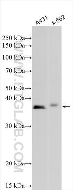 FAM162A Antibody in Western Blot (WB)