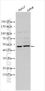 AMN Antibody in Western Blot (WB)