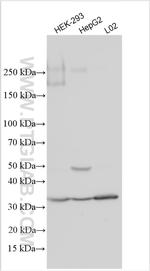 NDFIP2 Antibody in Western Blot (WB)