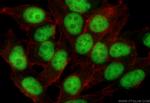 ZNF517 Antibody in Immunocytochemistry (ICC/IF)