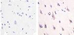 NMDAR1 Antibody in Immunohistochemistry (Paraffin) (IHC (P))
