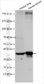 Factor IX/PTC Antibody in Western Blot (WB)