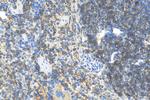 CD55 Antibody in Immunohistochemistry (Paraffin) (IHC (P))