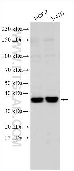 CD55 Antibody in Western Blot (WB)