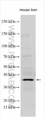 CACTIN Antibody in Western Blot (WB)