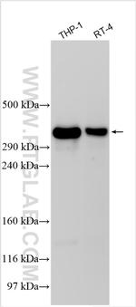 LSM2 Antibody in Western Blot (WB)