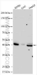 ESM1 Antibody in Western Blot (WB)