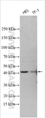 PAK7 Antibody in Western Blot (WB)