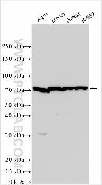 LANCL3 Antibody in Western Blot (WB)