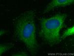 SEC14L3 Antibody in Immunocytochemistry (ICC/IF)