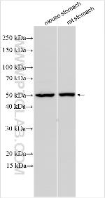 SEC14L3 Antibody in Western Blot (WB)
