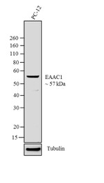 EAAC1 Antibody in Western Blot (WB)