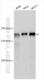 RWDD4A Antibody in Western Blot (WB)