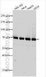 HOOK2 Antibody in Western Blot (WB)