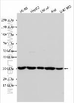 PWWP2B Antibody in Western Blot (WB)